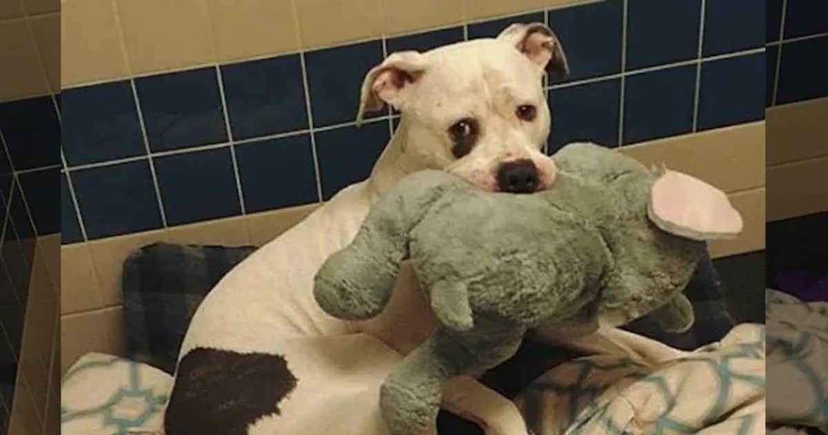 Almost Euthanized, A Heartbroken Dog Desperately Clings to His Comfort Stuffed Animal