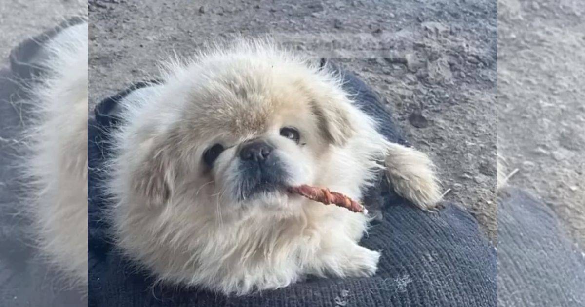Chained Dog Was Guarding A Warehouse While Dreaming Of Love And Warm Hugs