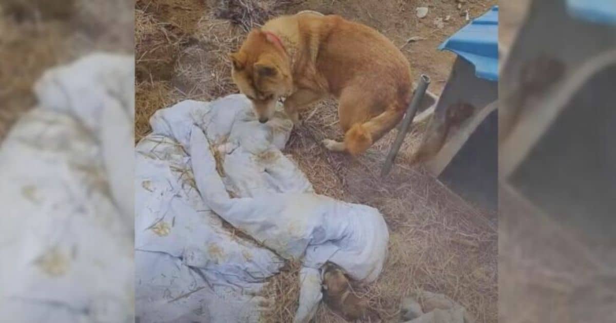 Heartbroken Caring Mama Dog Begs for Release from Chain to Feed Her Precious Puppies