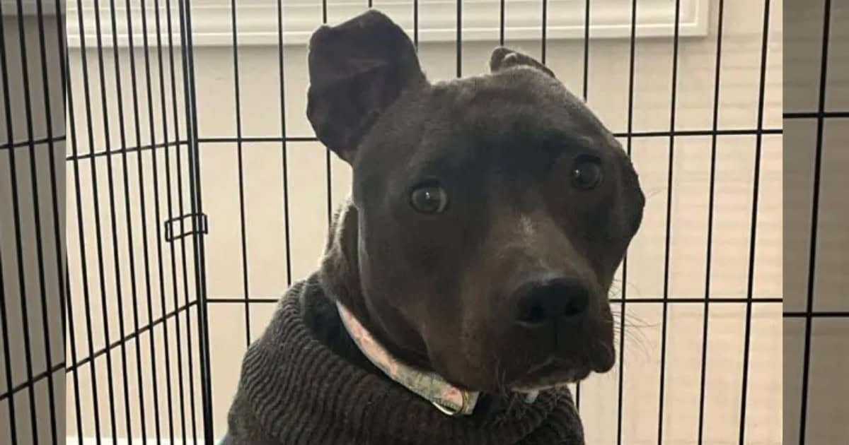 From Abandonment to Happiness: How One Woman Transformed a Neglected Pit Bull’s Life