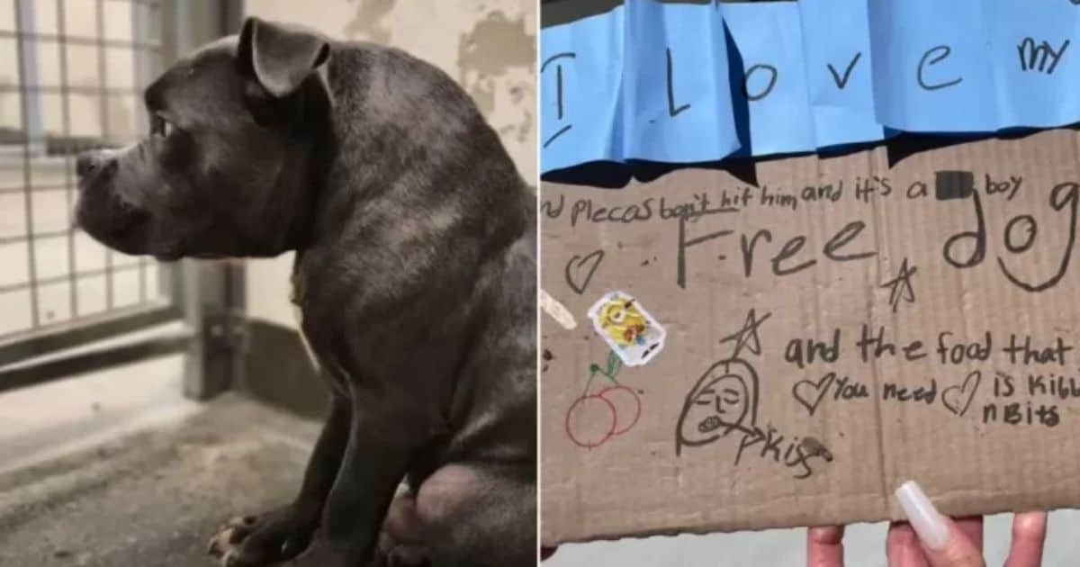 Abandoned Dog With Rare Condition Found Outside Shelter Alongside Emotional Note