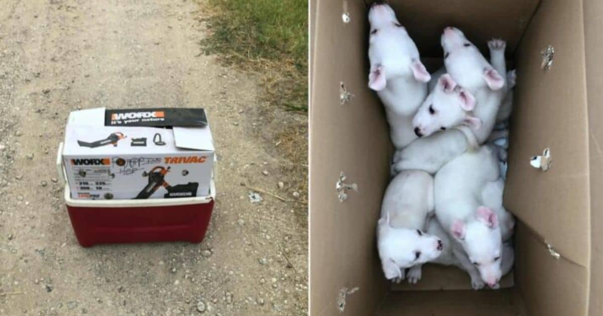 Shelter Volunteers Was Devastated To Find An Abandoned Box of Puppies Outside of Their Door