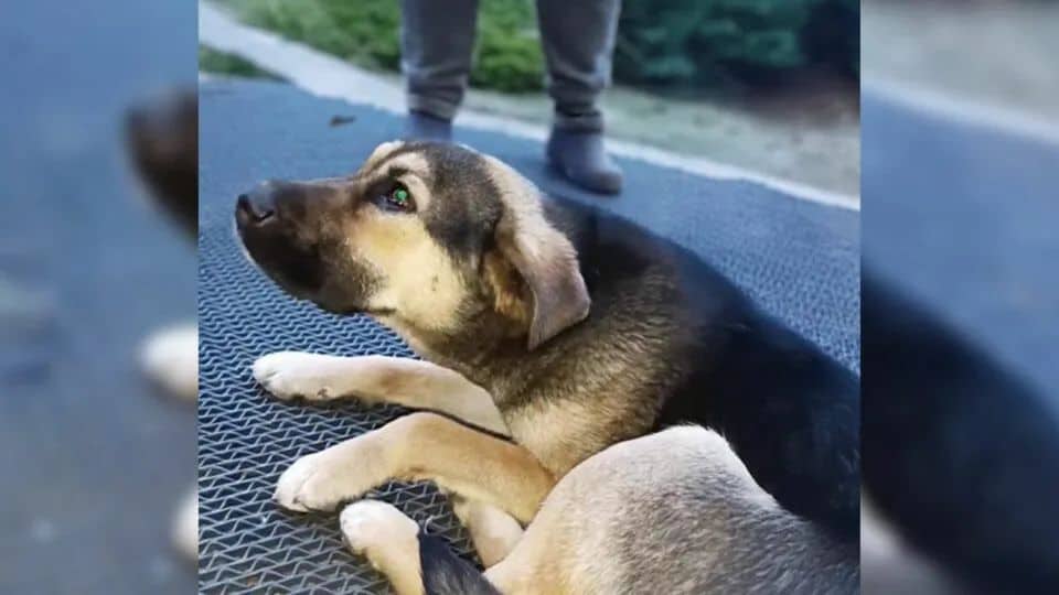 Abandoned Dog Waits Outside Bank For Her Owner Until Kind Strangers Change Her Fate