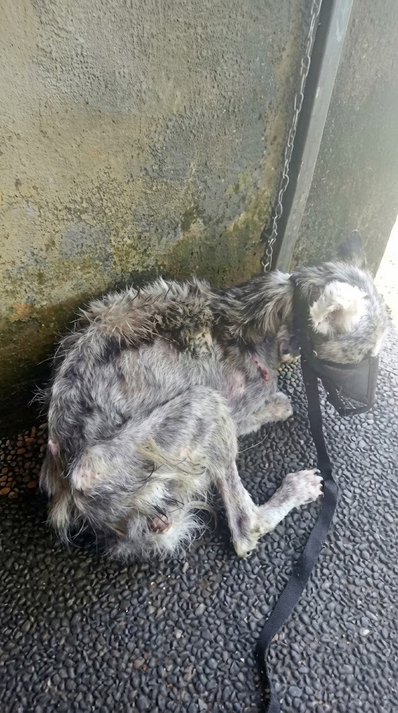 He Was Never Meant for the Heat — And One Man Refused to Walk Past