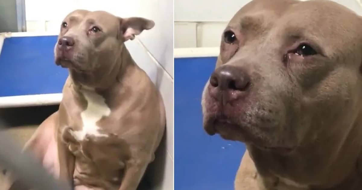 Pittie Mom Keeps On Crying And Searching For Her Pups After Being Abandoned At Shelter