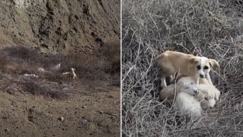 Couple Spots Tiny Face In The Grass And Uncovers A Life-Changing Puppy Rescue