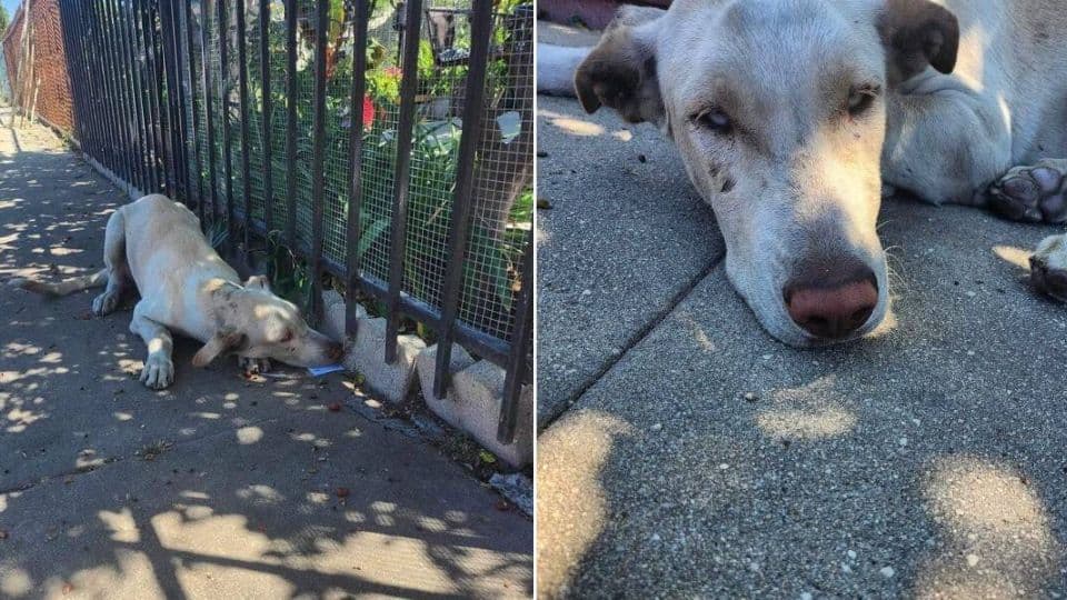 Heartbroken Dog Abandoned Before A Storm Finds Hope In A Rescuer’s Care