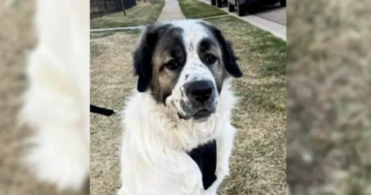 Family Reunites With Their Beloved Dog After Two-Year Separation