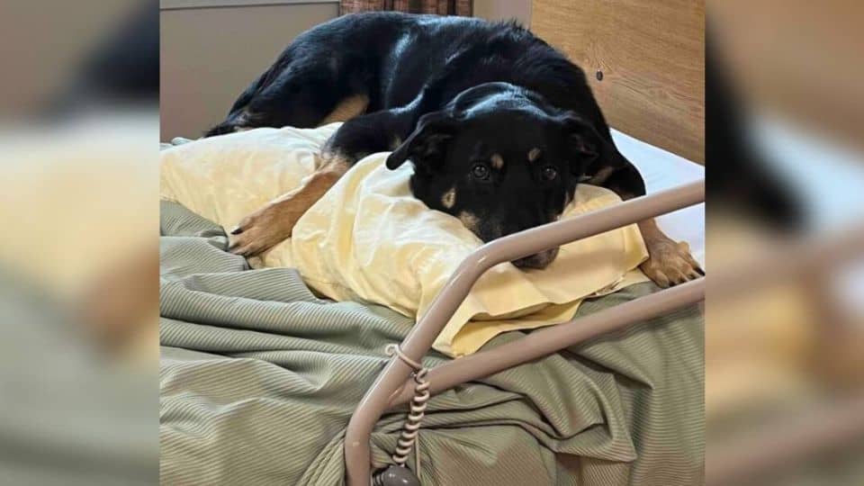 Stray Dog Breaks Into Nursing Home and Finds the Family He Was Searching For