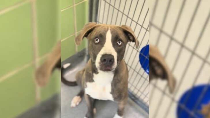 Stella the Dog Finds Love After Being Returned Twice At Texas Shelter