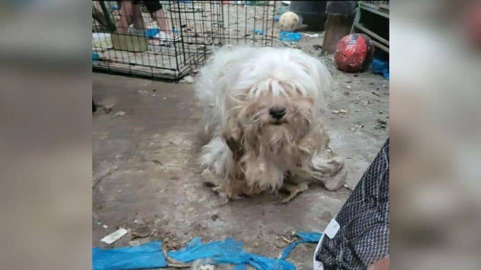 From Neglect to Hope: Eyelit’s Journey Out of an Abandoned Home