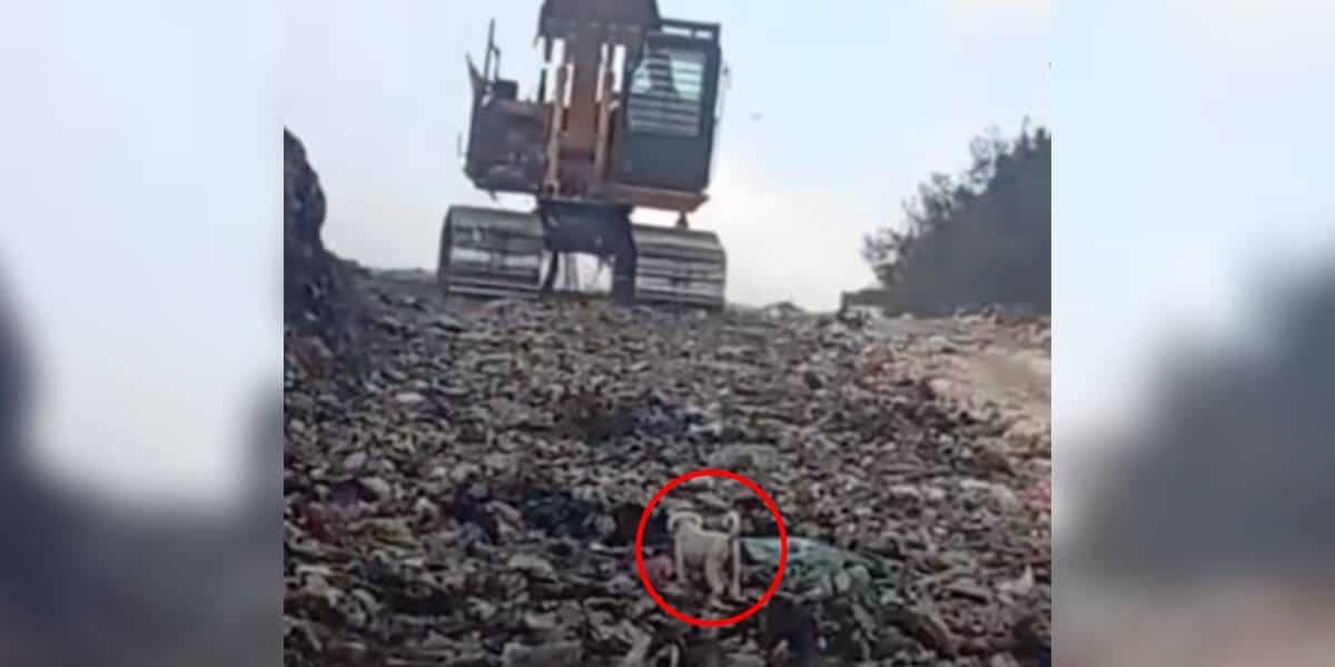 Puppy Waited In A Junkyard As Heavy Machines Moved Closer