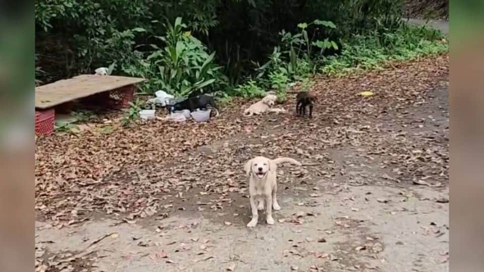Abandoned Litter Of Puppies Found On Puerto Rican Roadside Saved By Rescuer