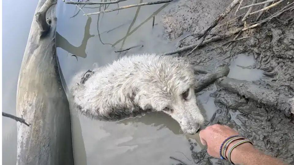 A Lonely Pup Found Sinking in Mud Finds Hope in a Passing Stranger