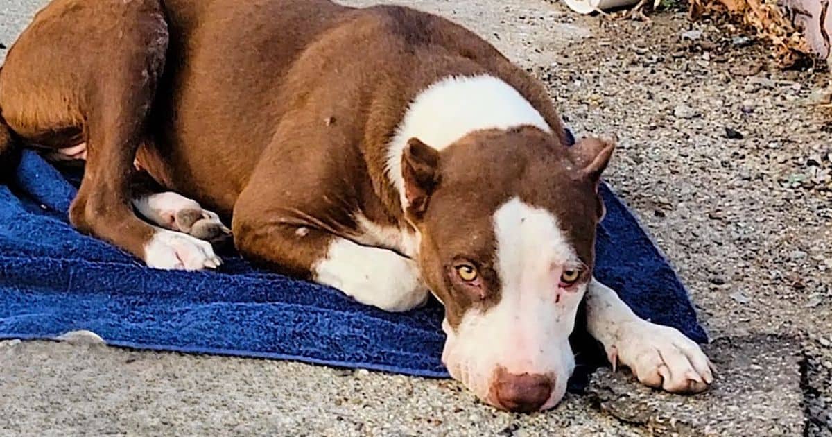 Rescued Pittie Finds Safety and Joy After A Harsh Life on the Streets