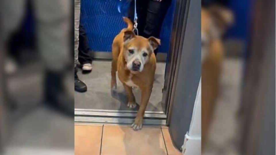 After 1,739 Days in a Shelter, This Senior Dog Finally Knows What Love Feels Like