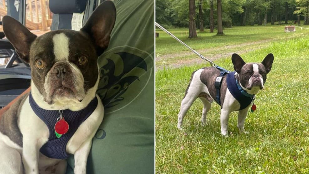 Dog Left Behind at Pittsburgh Airport Leads to Animal Cruelty Charges