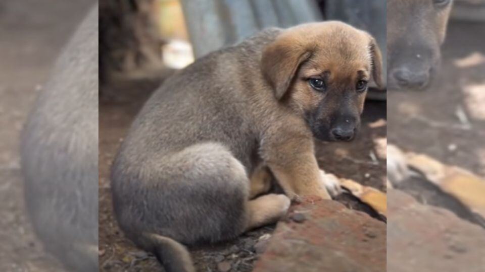 Tiny Stray Puppy Sits Alone In Rubble Until A Kind Human Stops For Him