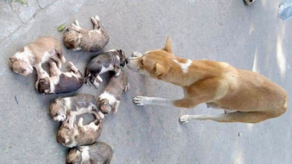 Woman Arrested in Pabna After Heartbreaking Deaths of Eight Helpless Puppies