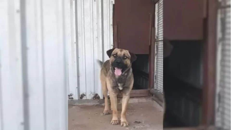 Dog Left to Die in Shelter Finds The Loving Family He Always Deserved