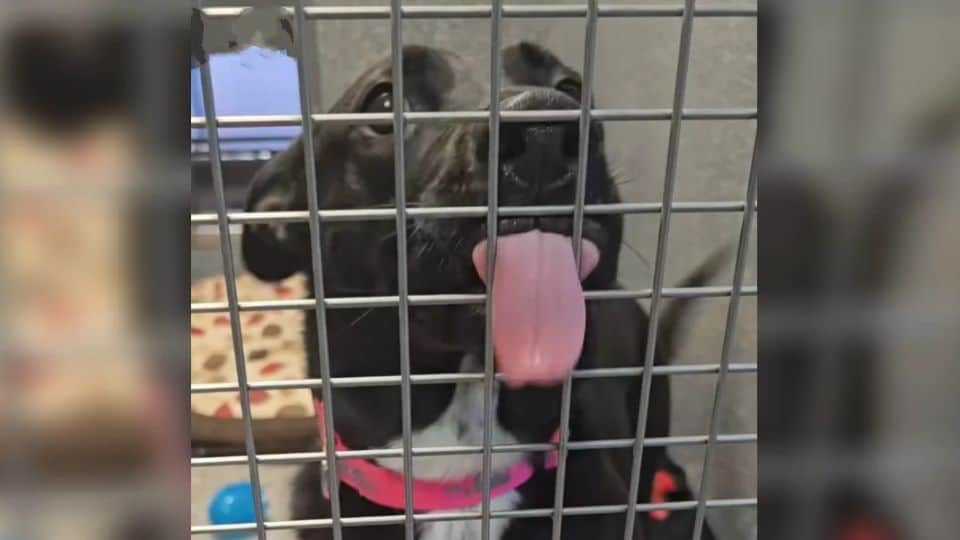 Abandoned Dog Spends Over a Year Waiting for Someone to See Her True Heart