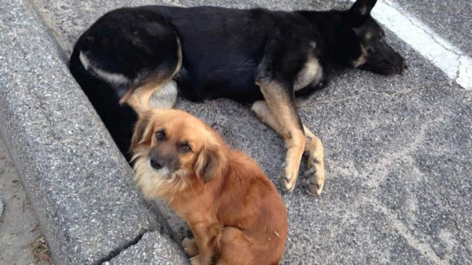 A Stray Dog’s Loyalty Saved His Injured Friend and Her Puppies
