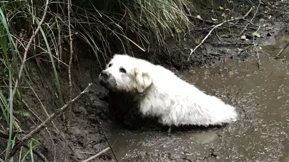 Rescue Pup Grows Into Hero Dog Who Saves Lost Senior Trapped in Mud