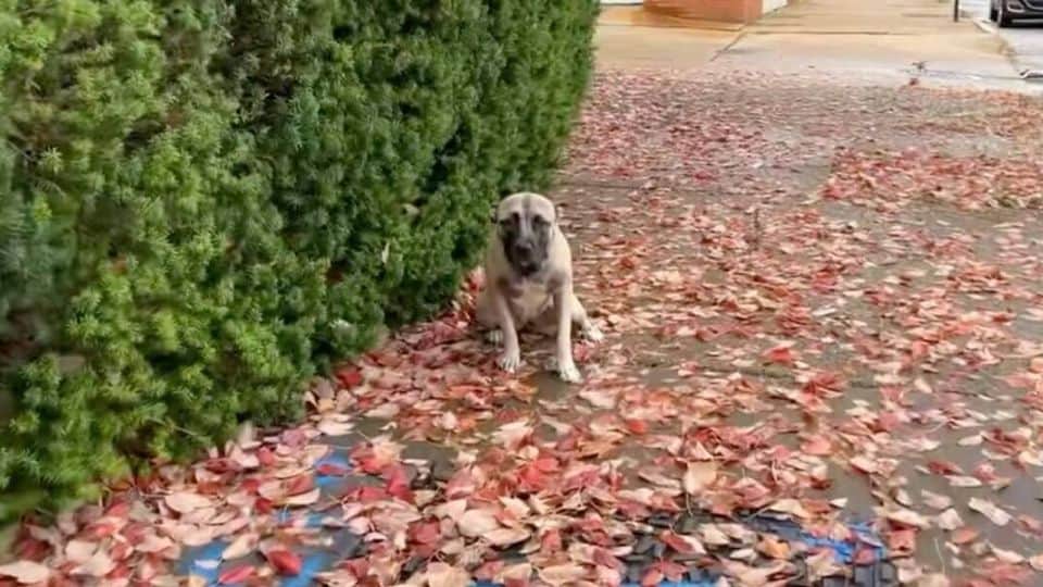 A Lonely Dog Waits in the Cold Rain Until a Stranger Finally Stops to Help