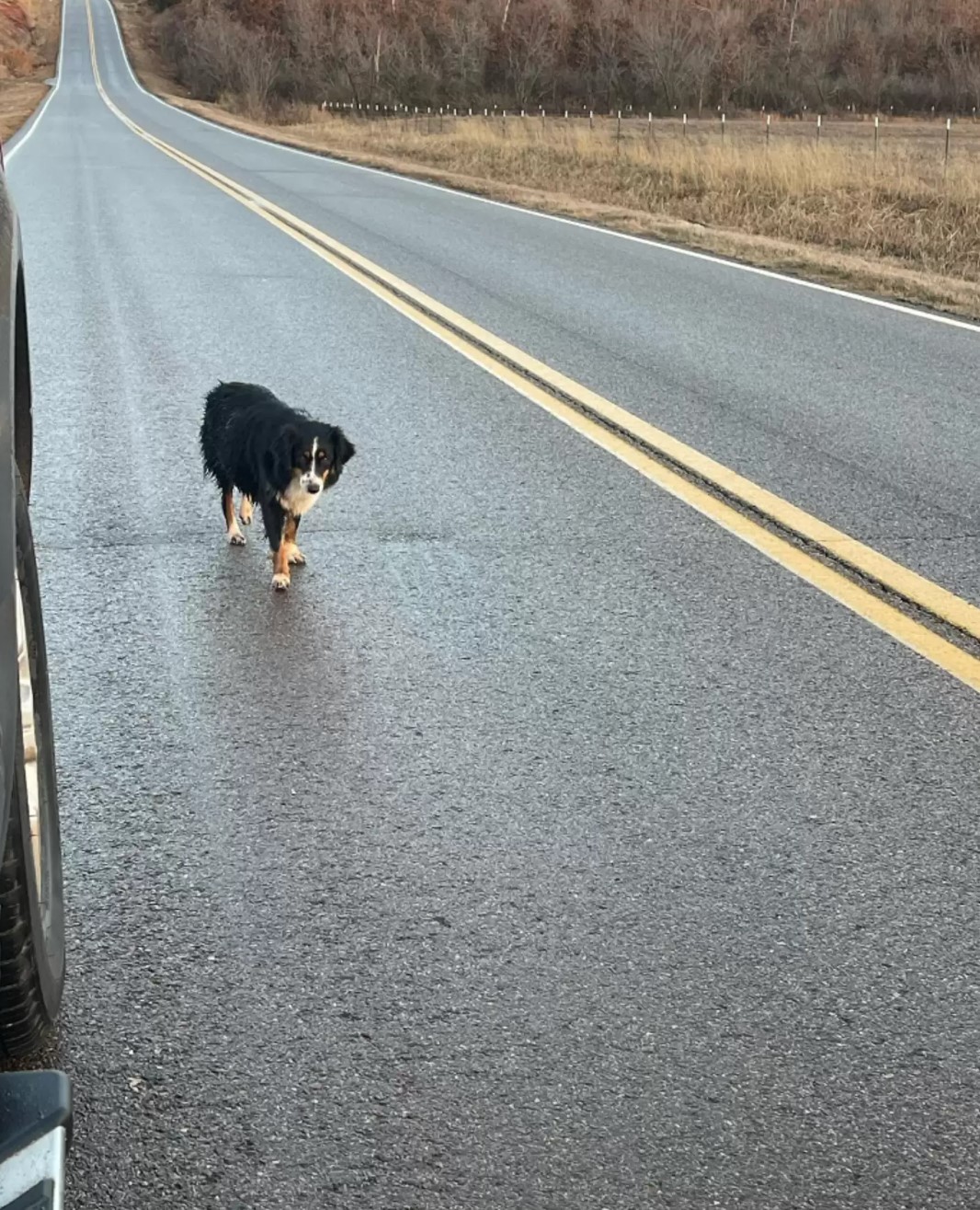 Lost Mama Dog Gives Birth Hours After Midnight Rescue In Oklahoma
