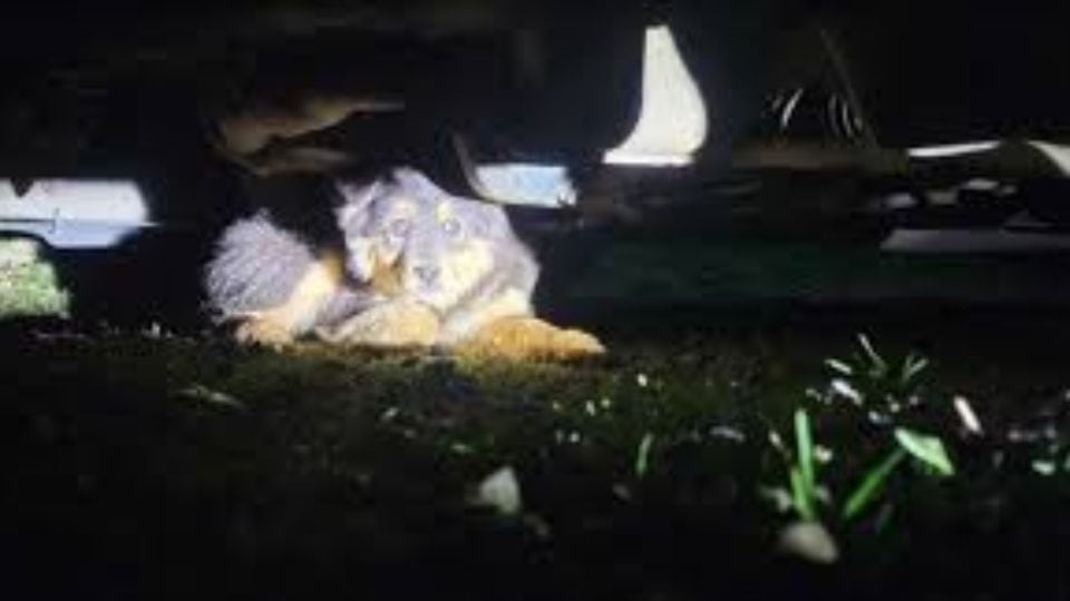 Rescuer Finds Scared Dog Hiding Under Her Car and Changes Her Life Forever
