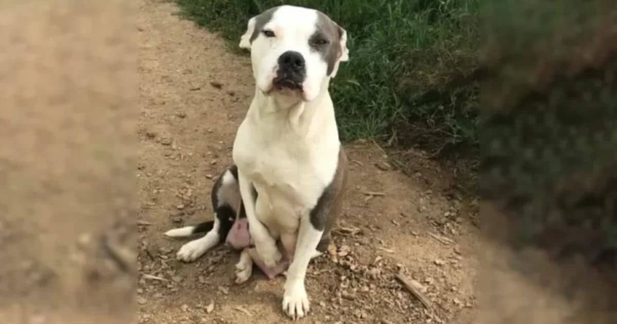 Mother Dog’s Heartbreaking Plea for Help Leads to a New Beginning for Her and Her Puppies