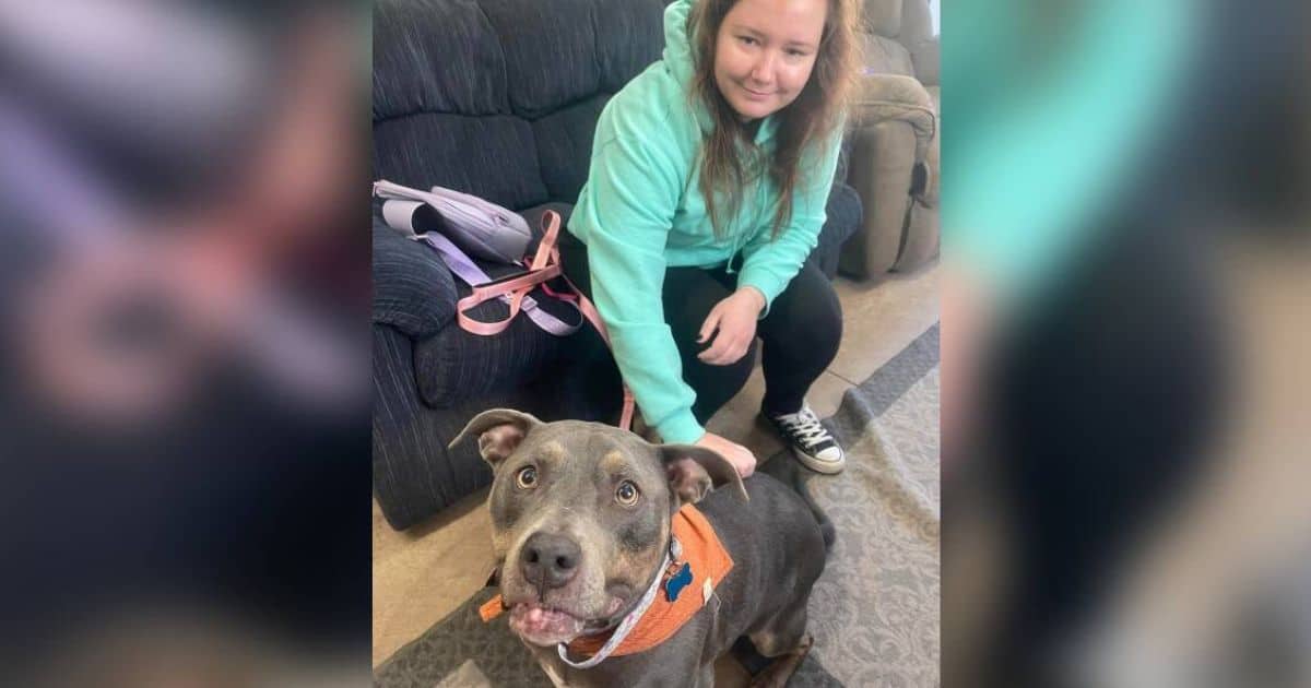 Woman Breaks Down In Tears When She Sees Shelter Pittie Wearing Her Late Dog’s Bandana