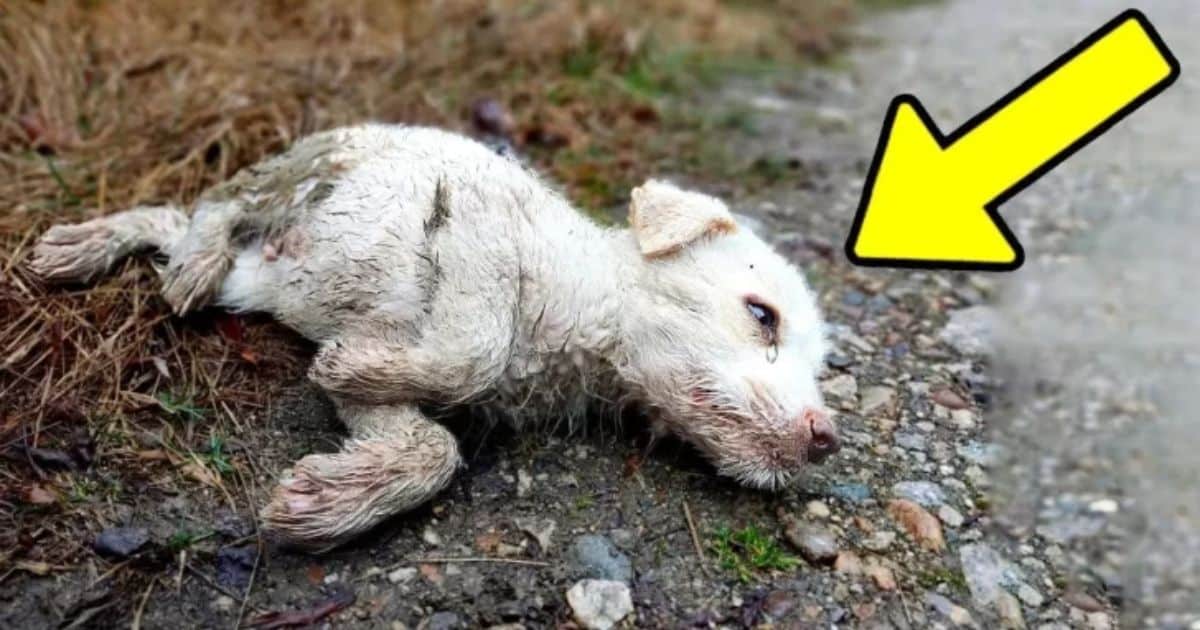 Devastated Pup’s Cry Leads To A Miraculous Rescue After Accident