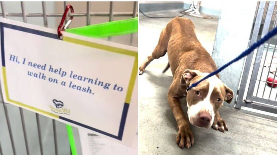 Sweet Stray Dog Learns To Walk On A Leash After Finding Safety At Shelter