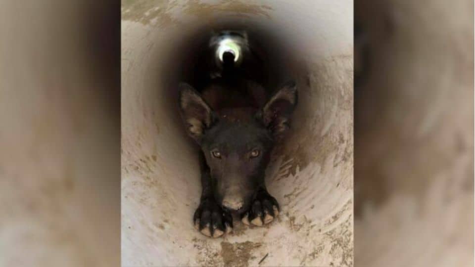 Dog Rescued From Drainpipe By California Man Had A Hidden Connection No One Expected