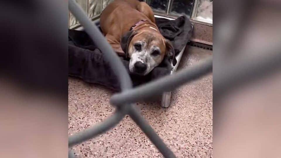 12-Year-Old Shelter Dog Rescued From House of Horrors Waits for a Second Chance