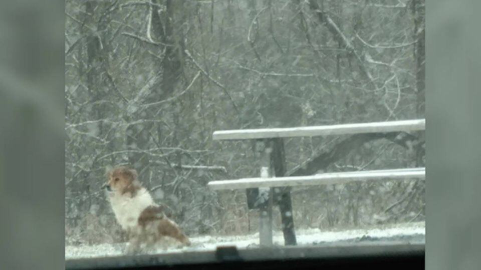 Abandoned Collie Found After Days Alone in Pennsylvania Park