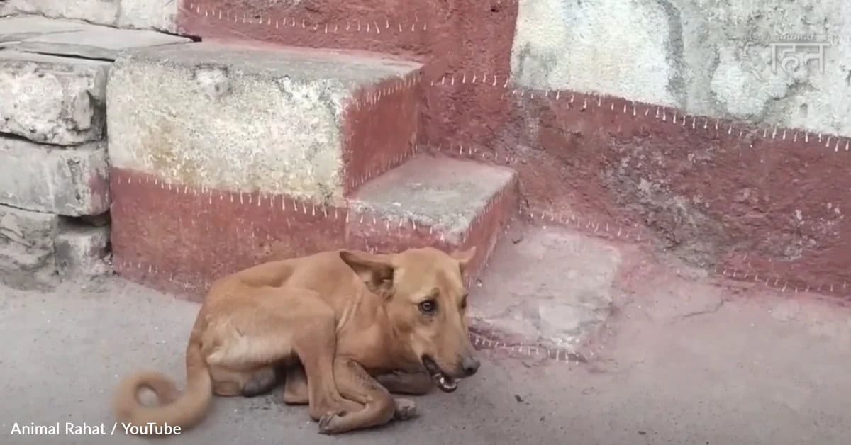 Stray Dog With Bone Stuck In His Mouth Finally Gets Help And Gentle Care