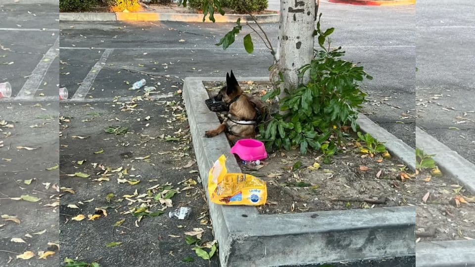 Heartbroken Dog Left With All Her Belongings Keeps Looking for Her Family