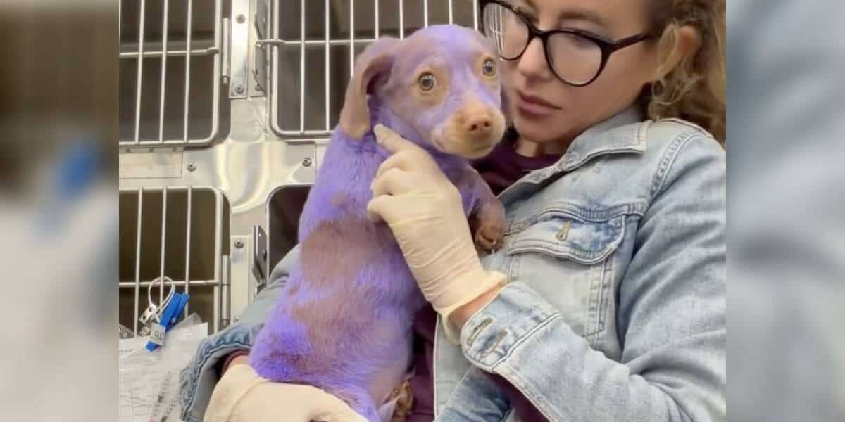 Purple Puppy With Burned Ears Finally Finds The Love He Always Deserved