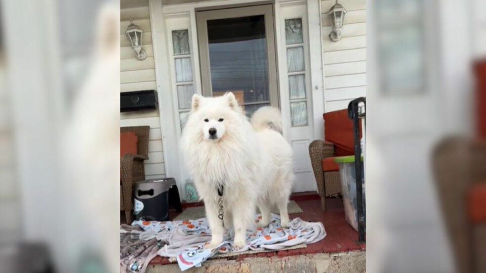 Maryland Police Showed Up Over a Dog Report and the Owner Couldn’t Believe Why