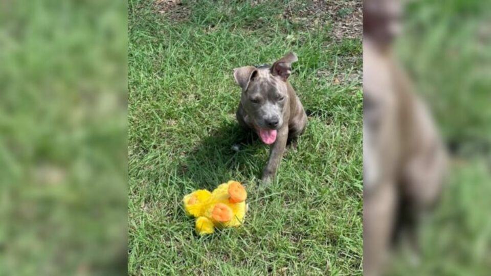 Stray Puppy In Critical Condition Gets A Second Chance At Life