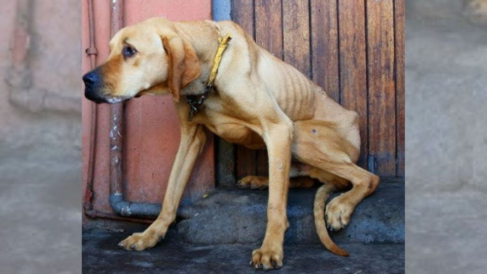 Dog Who Lived On A Chain Learns What Love Feels Like