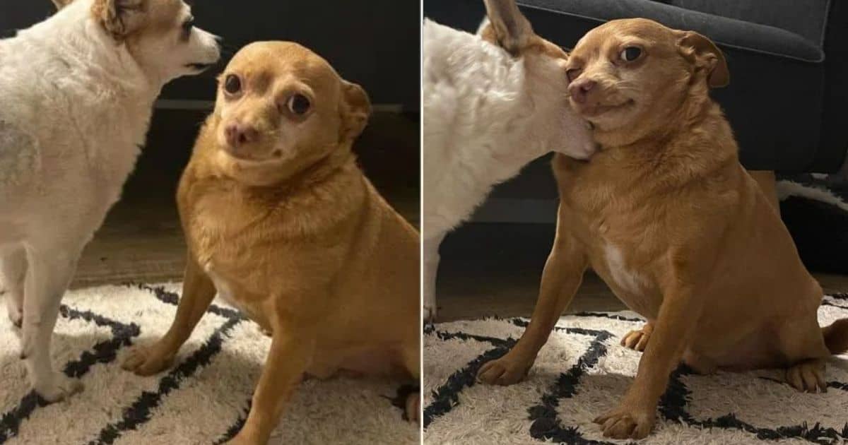 Cute Rescue Chihuahua Melts Hearts with His Funny Looks