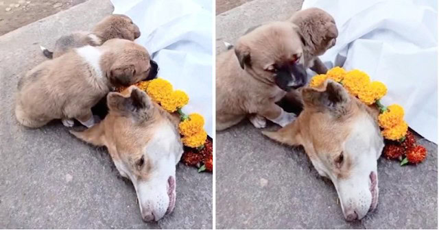 Heartfelt Goodbye: Two Pups Say Emotional Farewell to Their Sick Mother