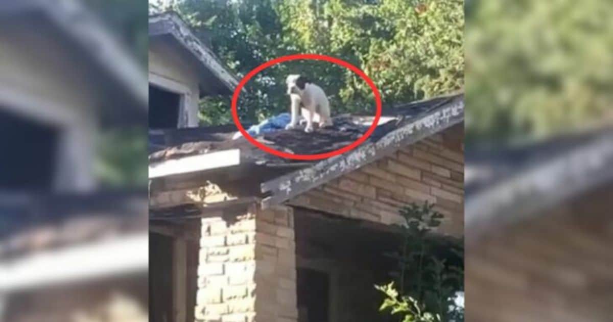 Shocked Bystanders Discover Dog Stranded on Rooftop, Crying Out for Help