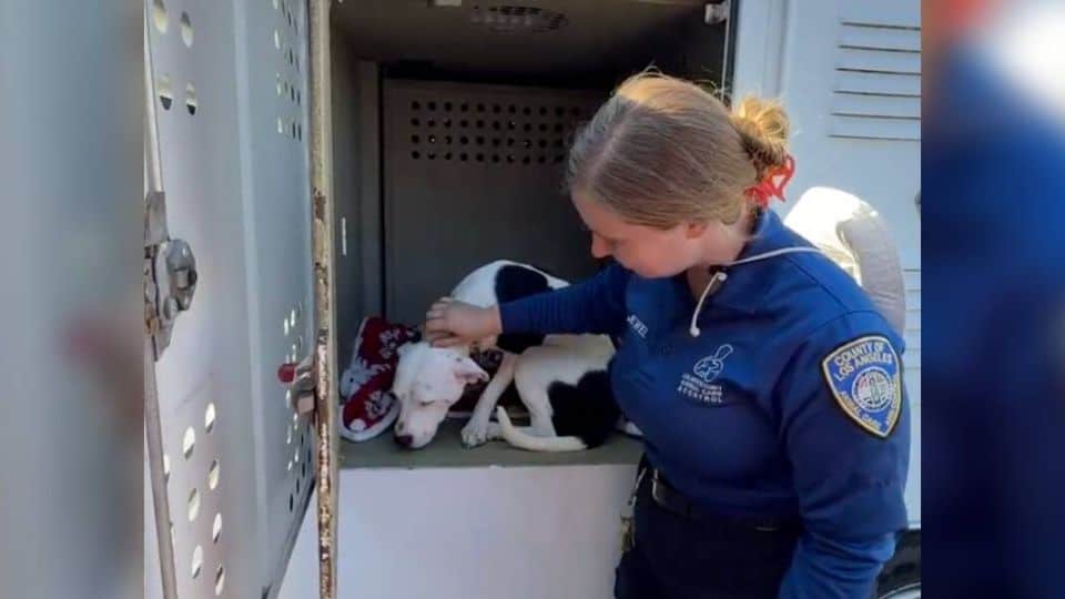 The Overlooked Shelter Dog Who Found Love When the World Finally Noticed Him