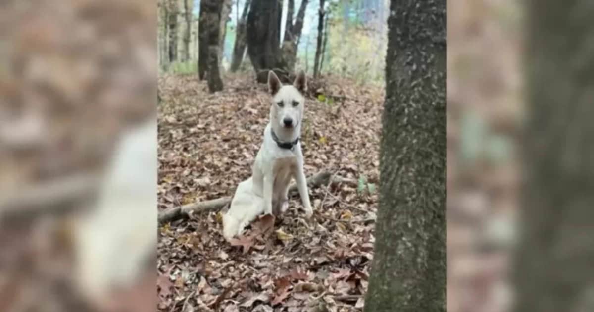 Abandoned Mama Dog Leads Rescuers A Mile Only To Reveal A Heartbreaking Surprise In A Ditch