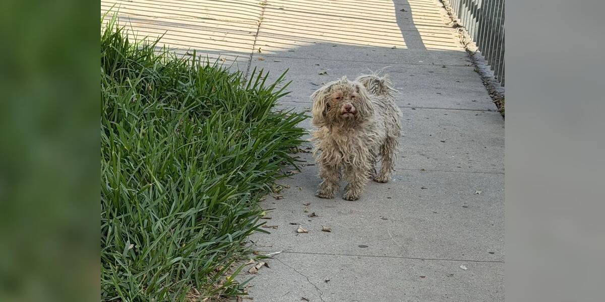 Matted Little Dog Waited On A Street Corner For Love