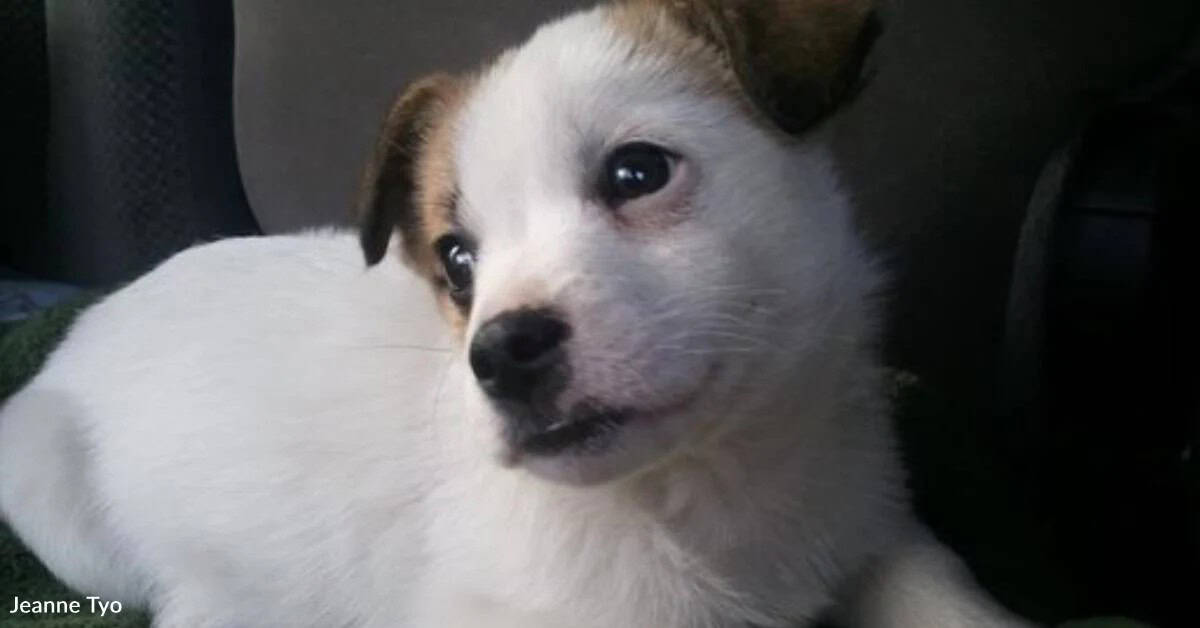 Tiny Puppy Found Shivering On Christmas Morning Gets A Forever Home
